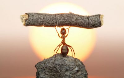 A cigarra e a formiga