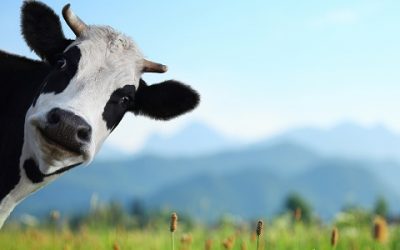 Uma história sobre “azares”